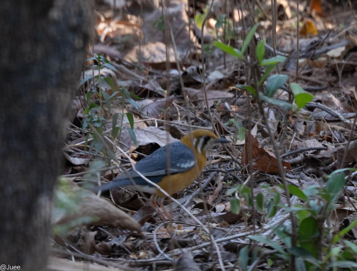 Orange-headed Thrush - juee khopkar