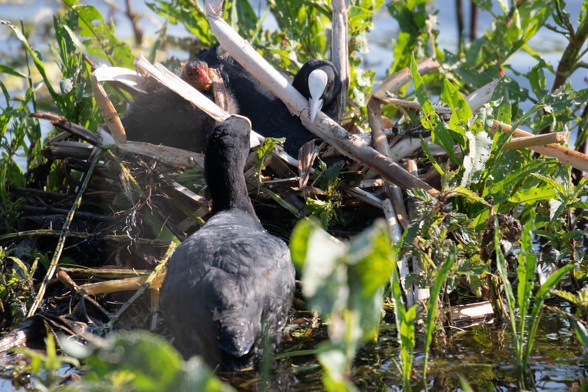 Eurasian Coot - ML620636360