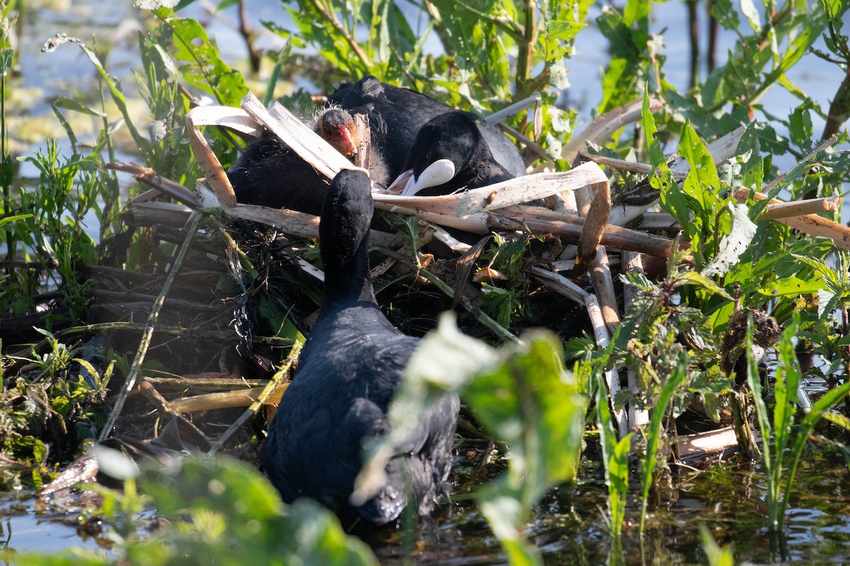 Eurasian Coot - ML620636361