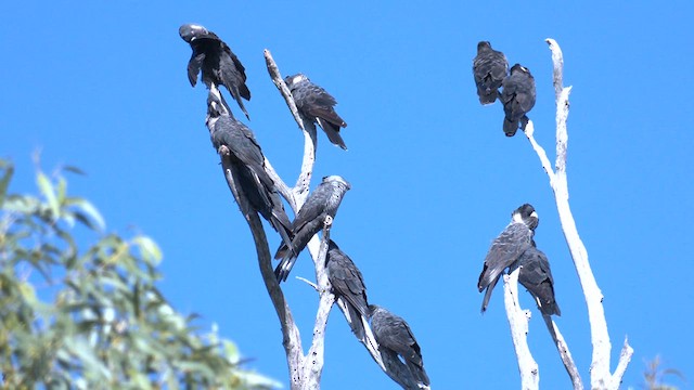 Carnaby's Black-Cockatoo - ML620636362