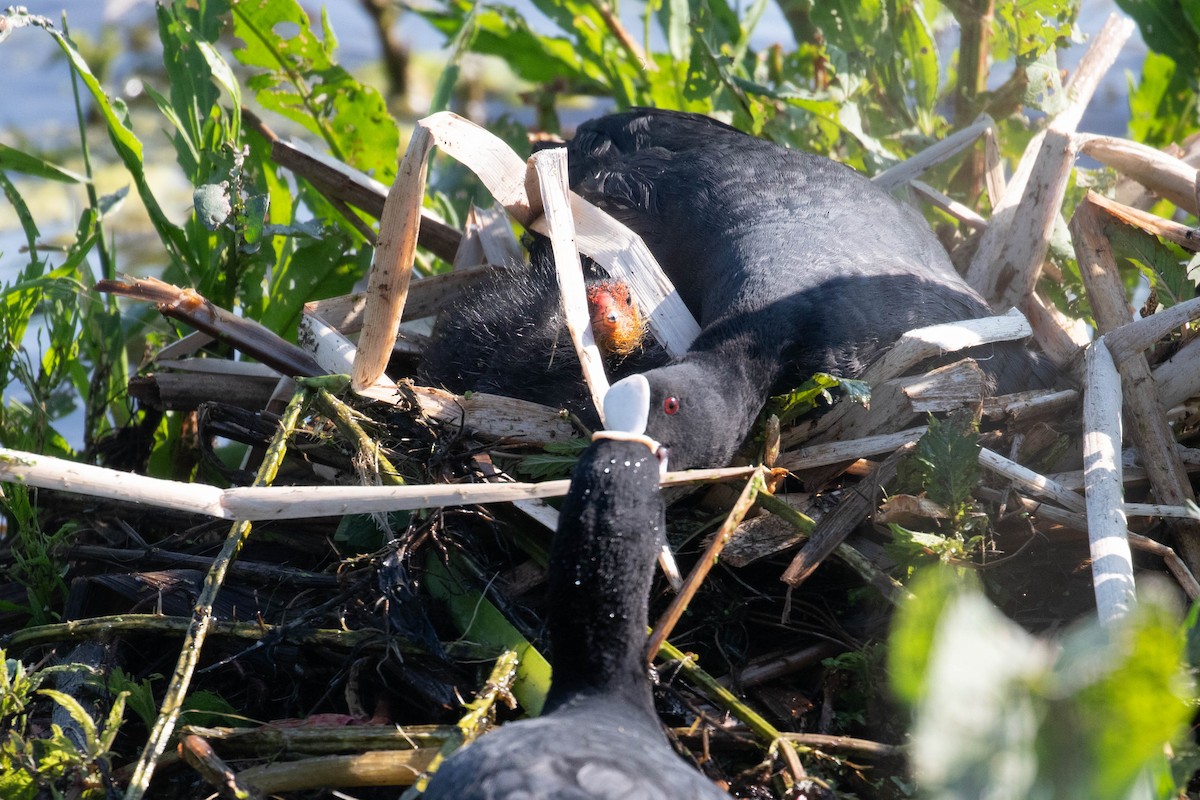 Eurasian Coot - Leo Damrow