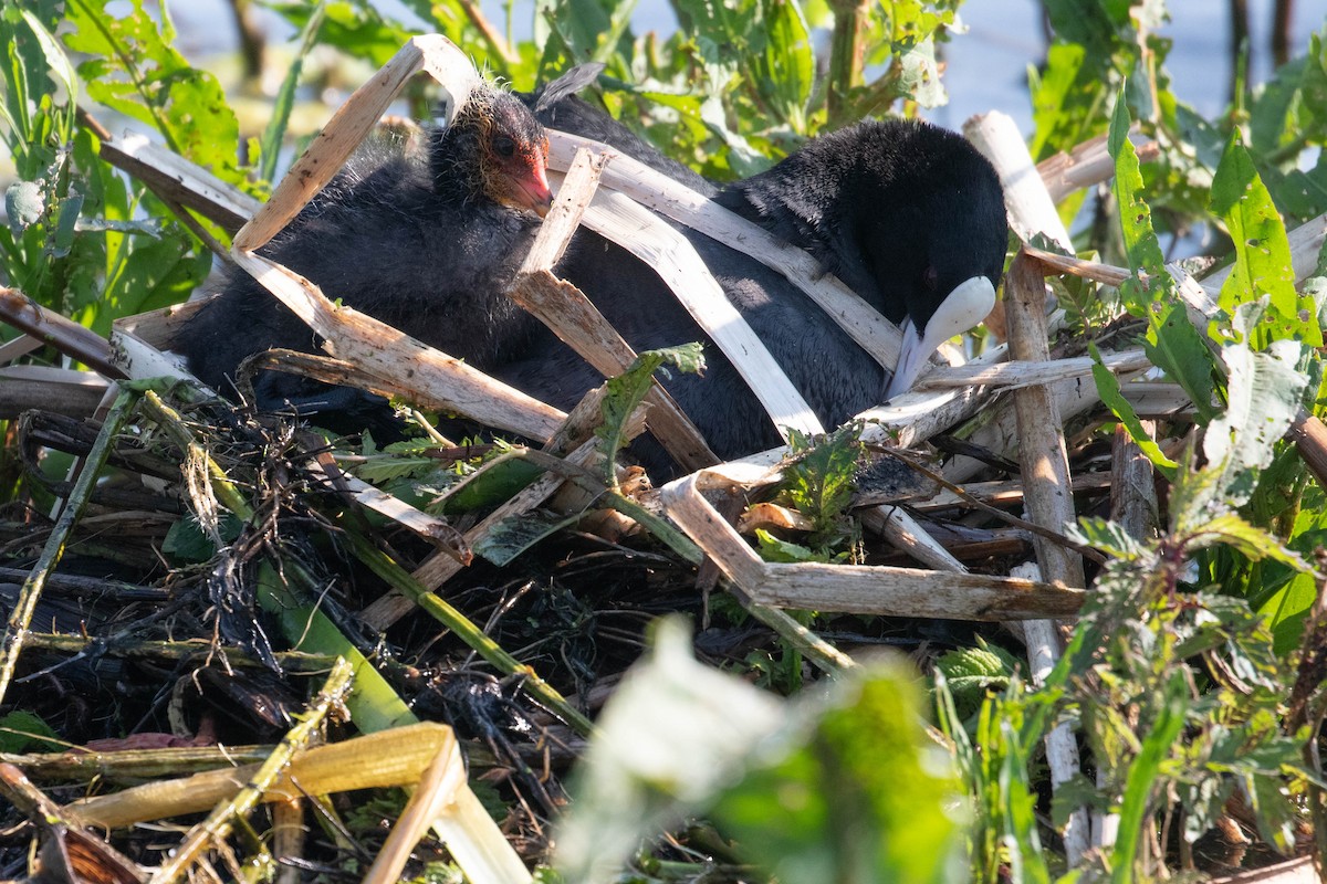 Eurasian Coot - ML620636368