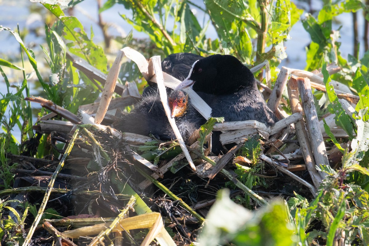 Eurasian Coot - ML620636369