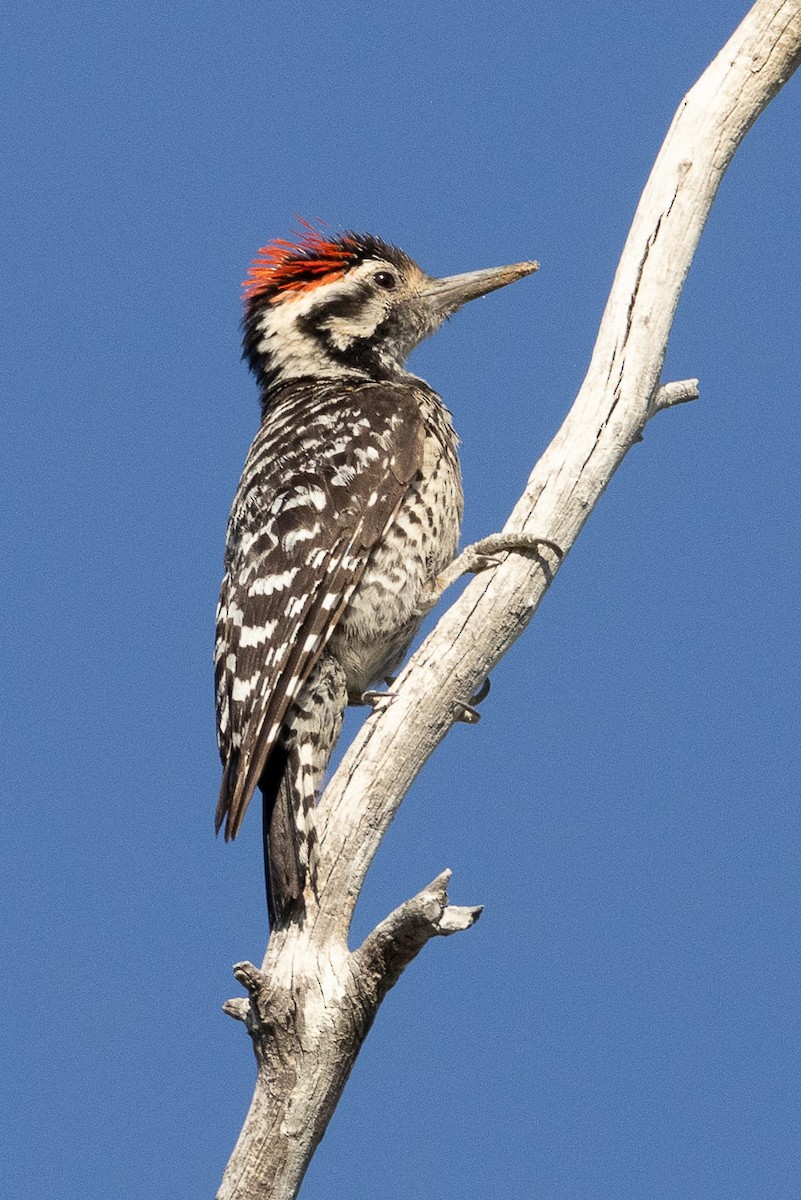 Ladder-backed Woodpecker - ML620636372