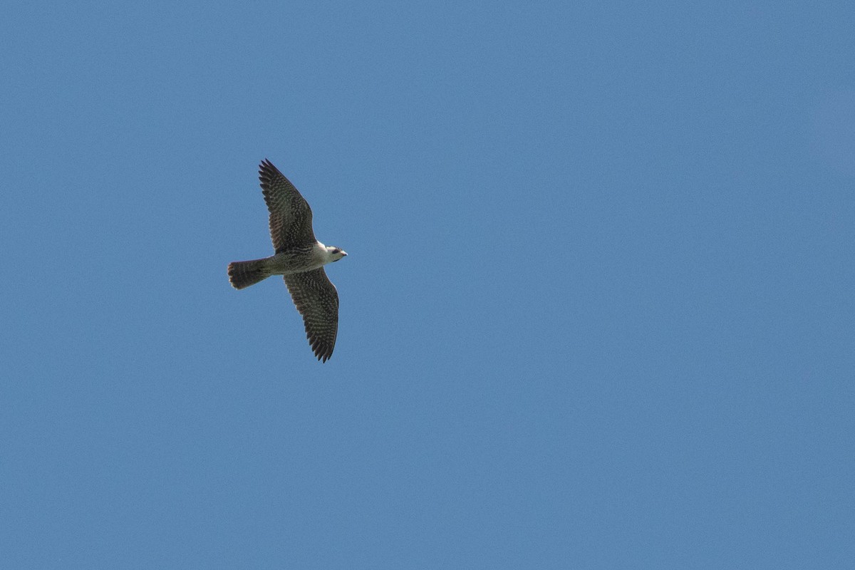 Peregrine Falcon - ML620636382