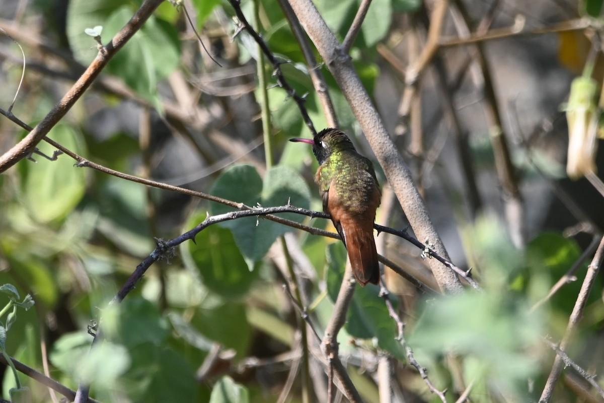 Amazilia Hummingbird - alexandre bibeau