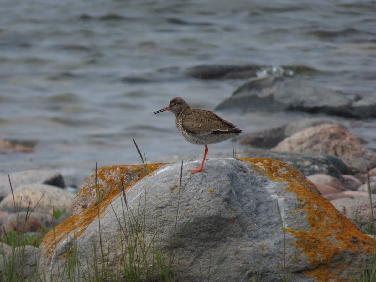 Common Redshank - ML620636386