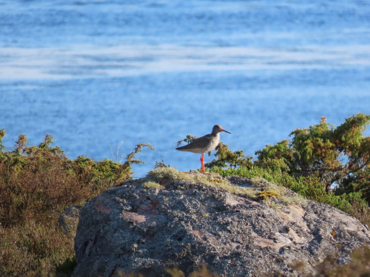 Common Redshank - ML620636390