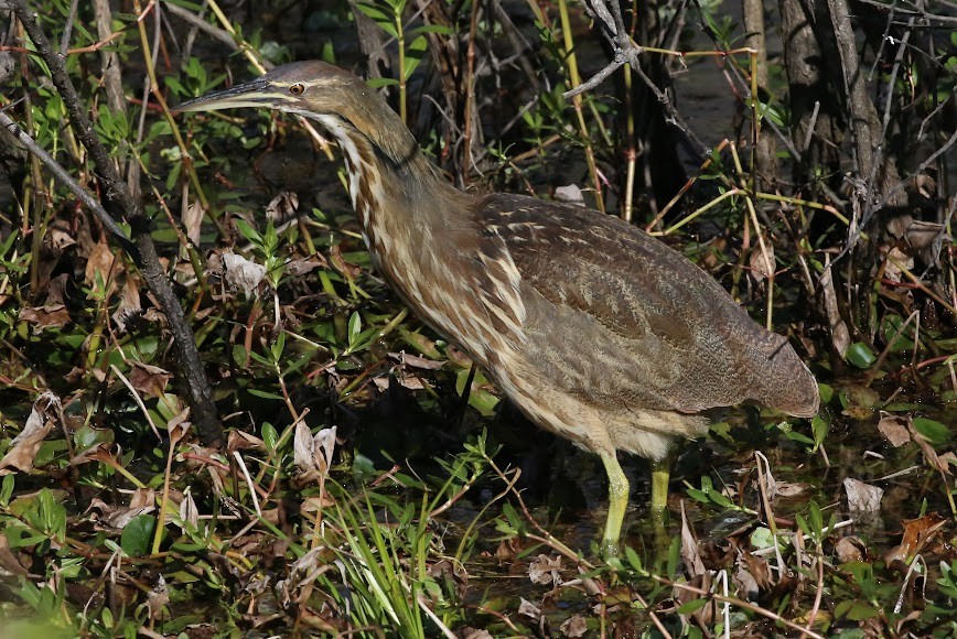 American Bittern - ML620636391