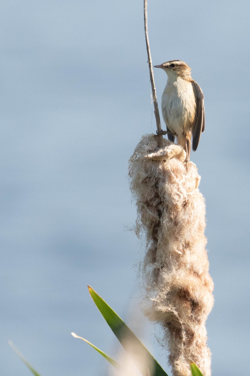 Sedge Warbler - ML620636393