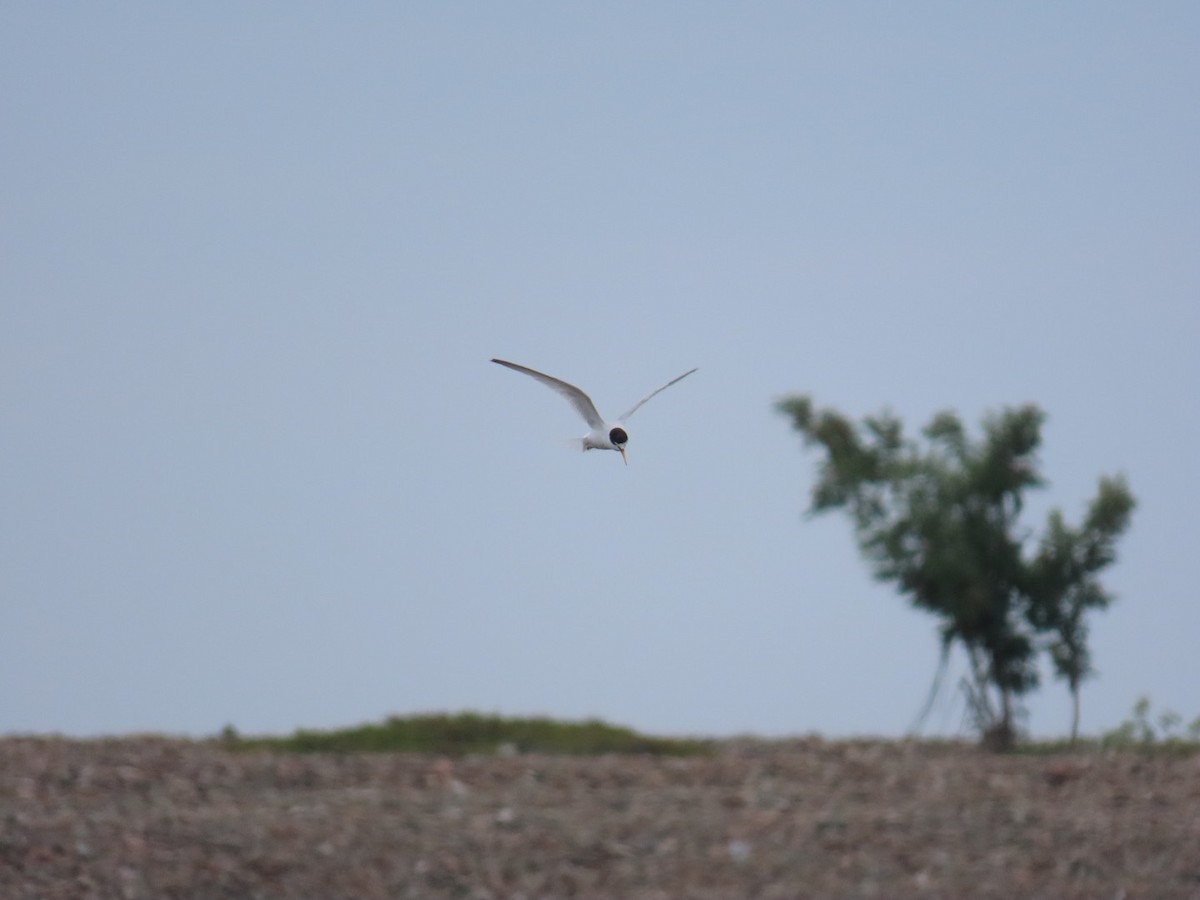 Little Tern - ML620636396