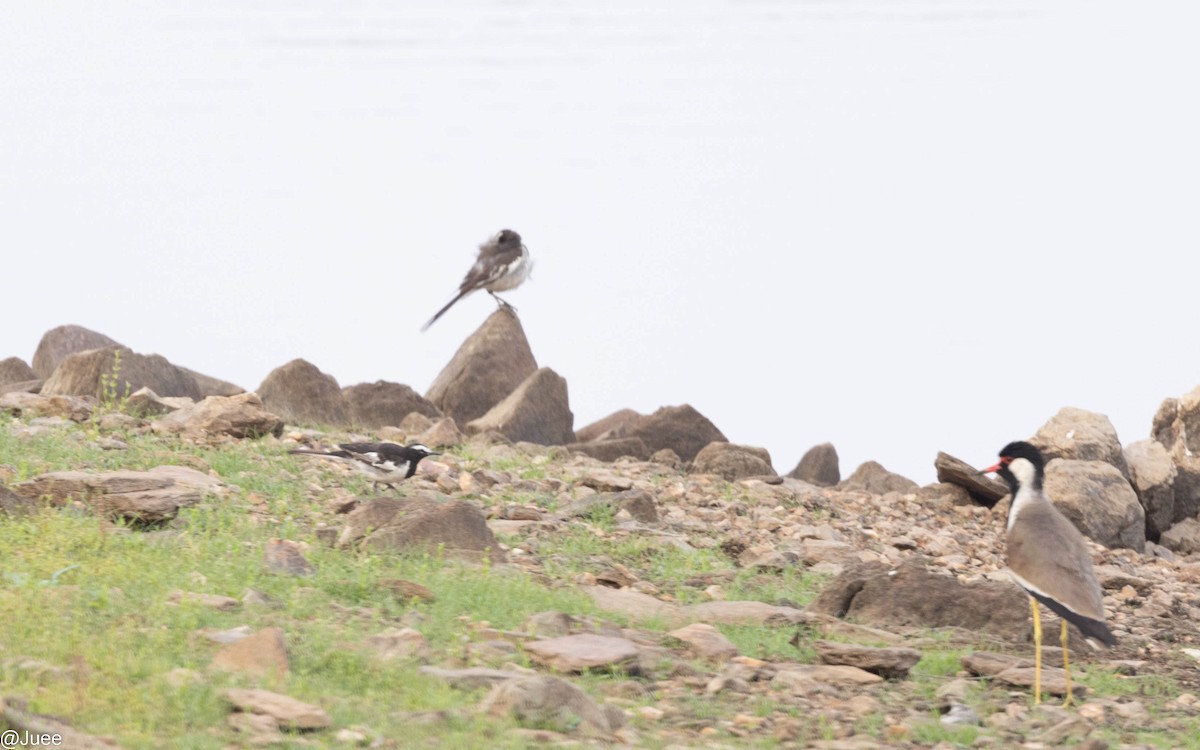 White-browed Wagtail - ML620636404