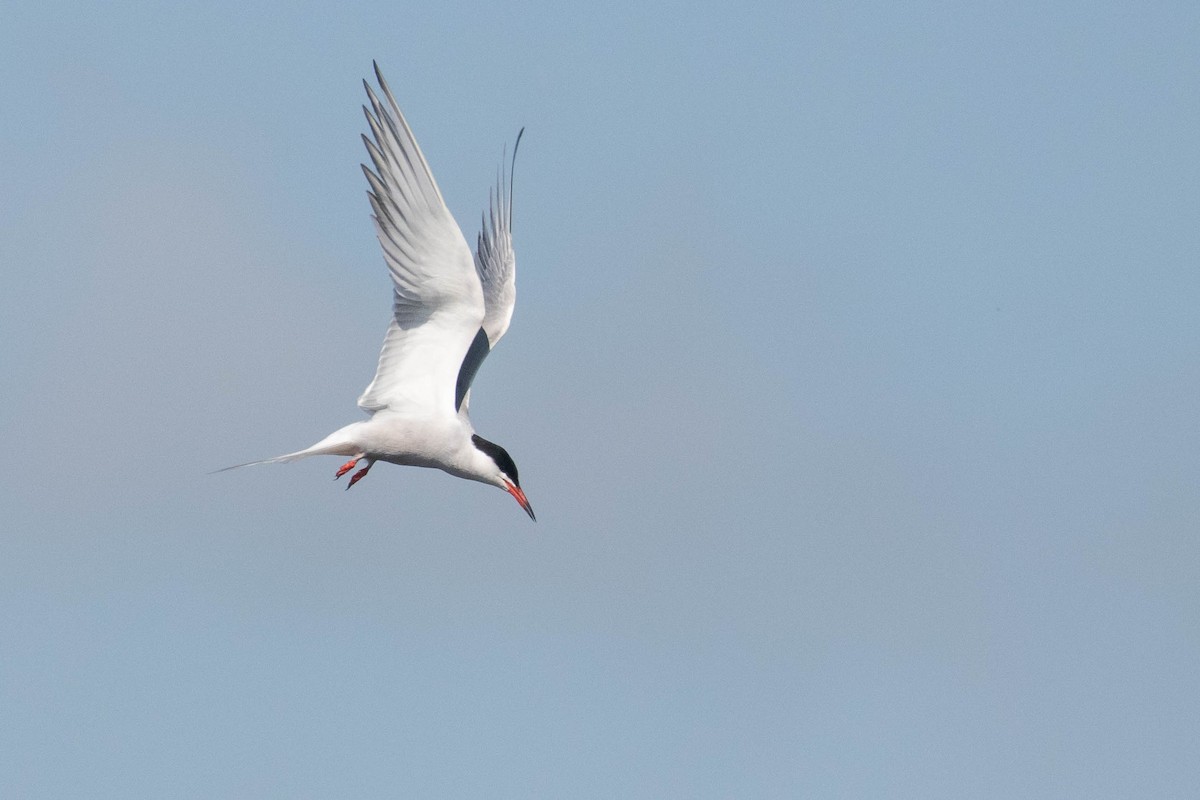 Common Tern - ML620636406