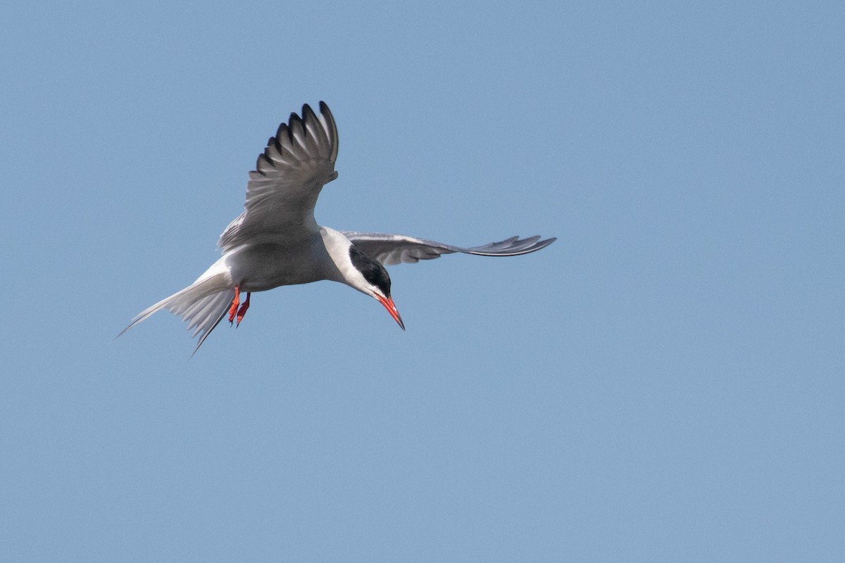 Common Tern - ML620636407