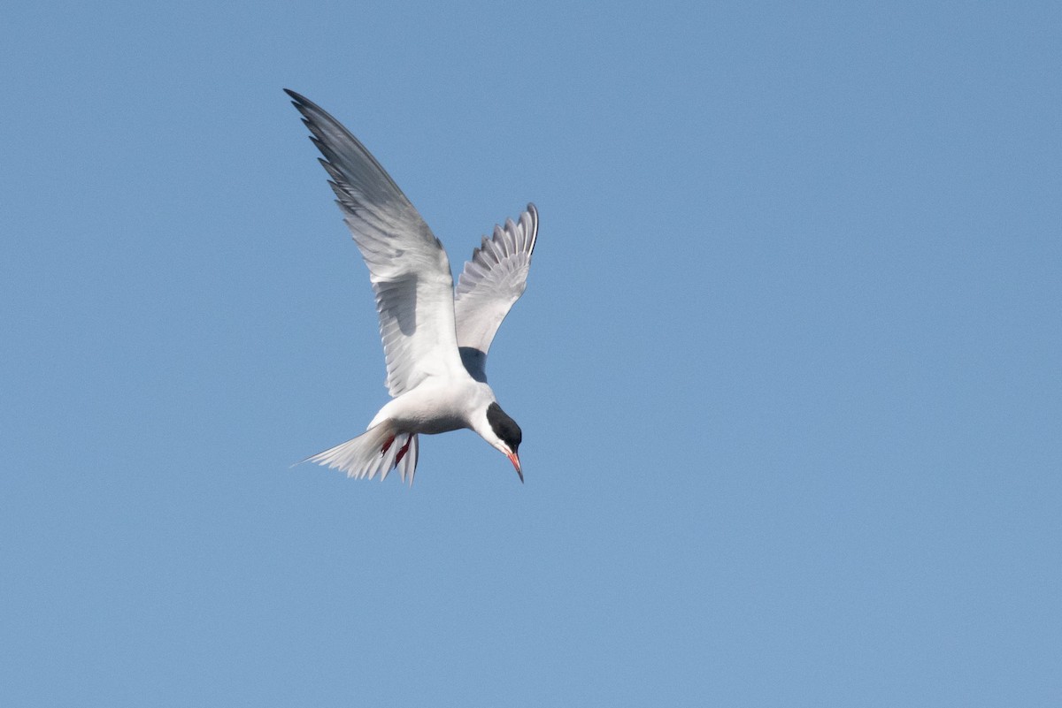 Common Tern - ML620636408