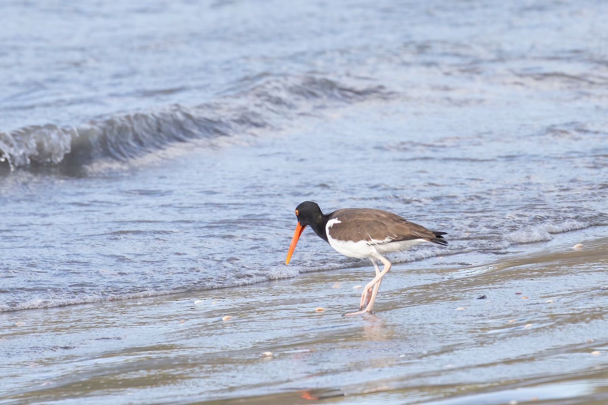 American Oystercatcher - ML620636412