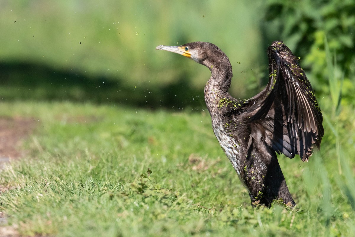 Great Cormorant - ML620636415