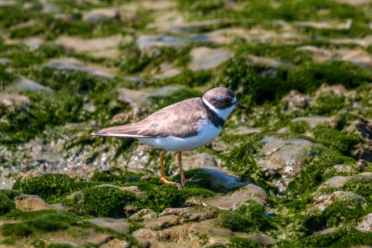 Semipalmated Plover - ML620636417