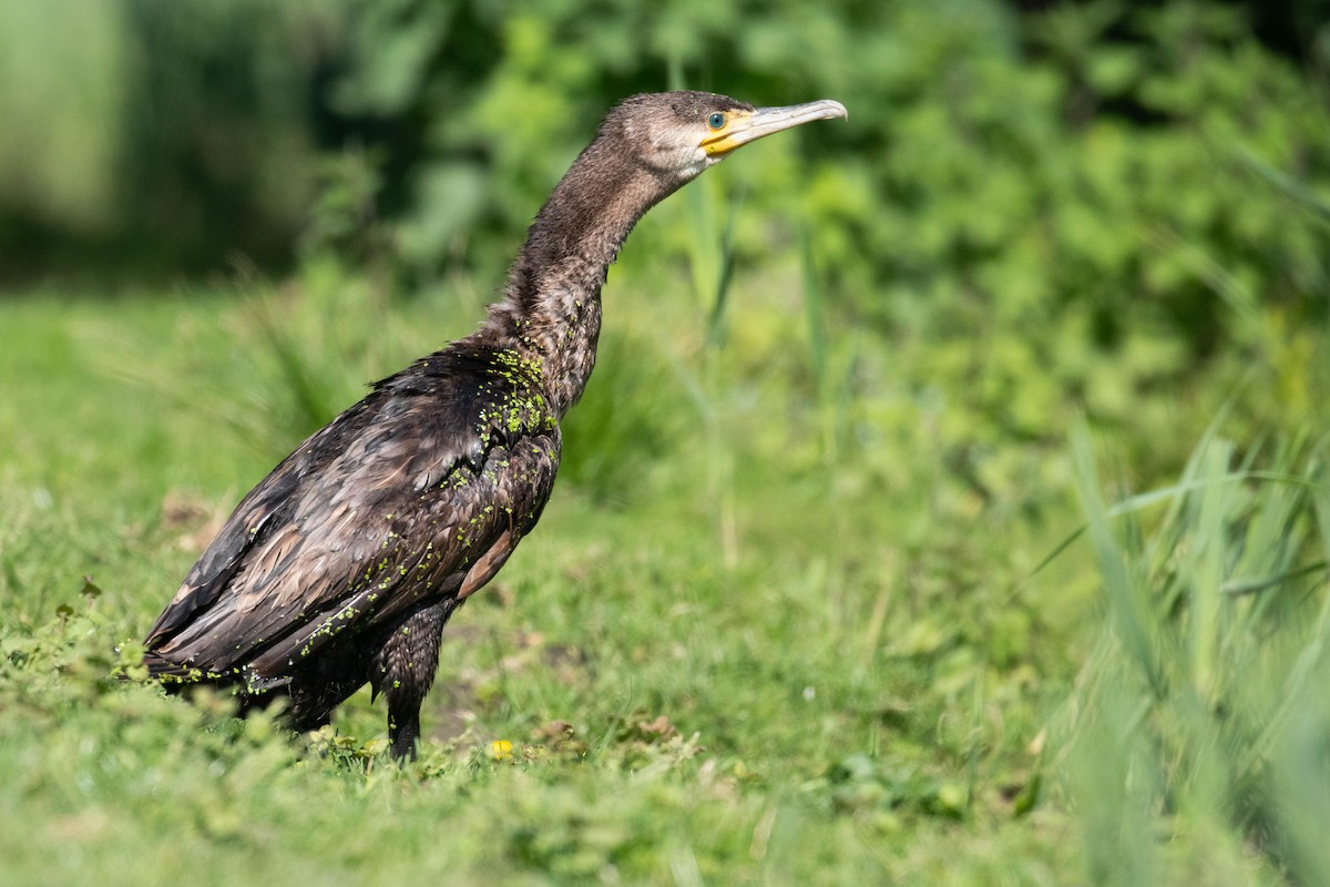 Great Cormorant - Leo Damrow