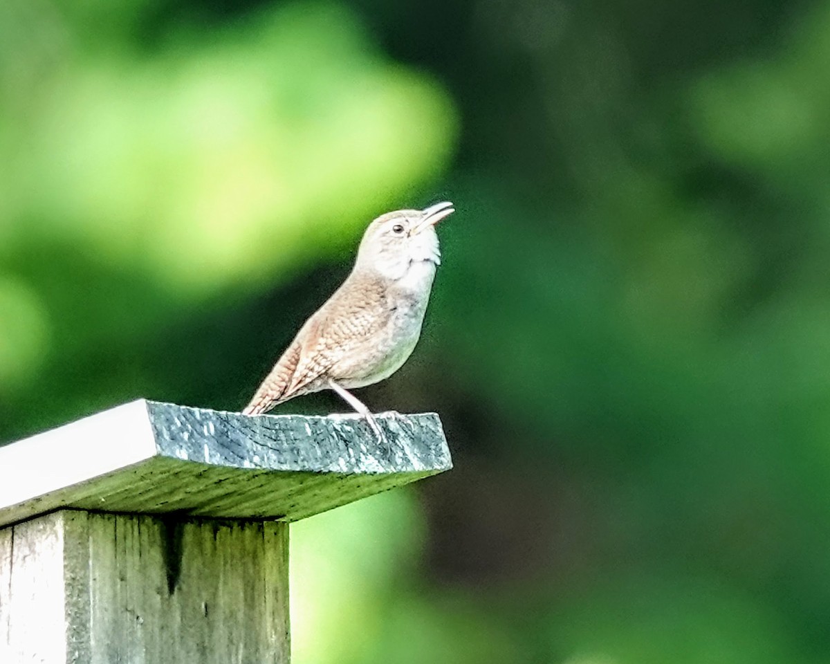 House Wren - ML620636425