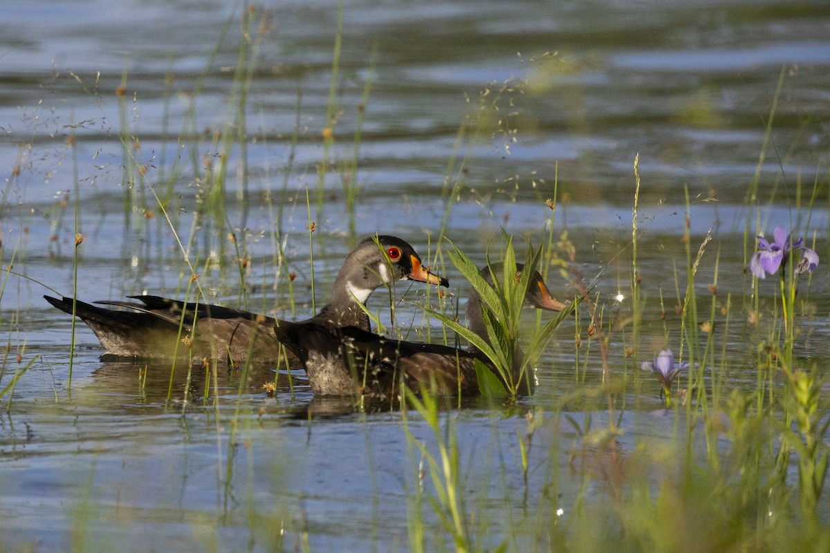 Wood Duck - ML620636428