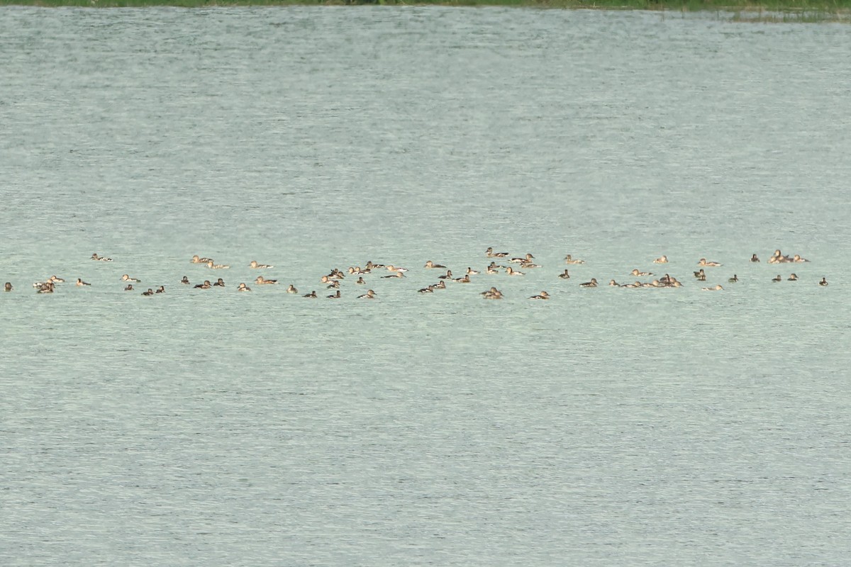 Wandering Whistling-Duck - ML620636430