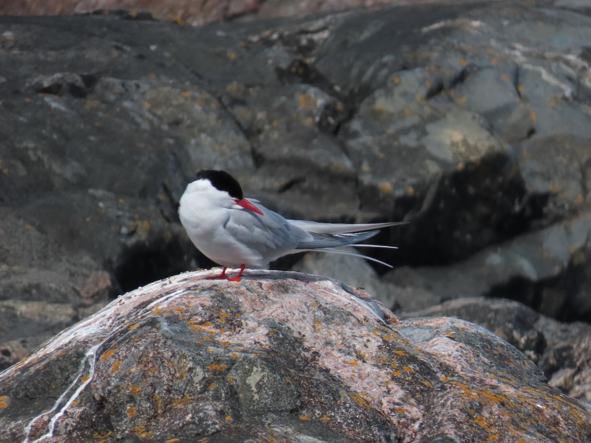 Arctic Tern - ML620636431