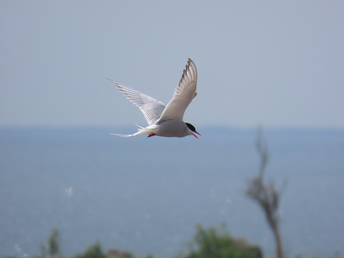 Arctic Tern - ML620636432