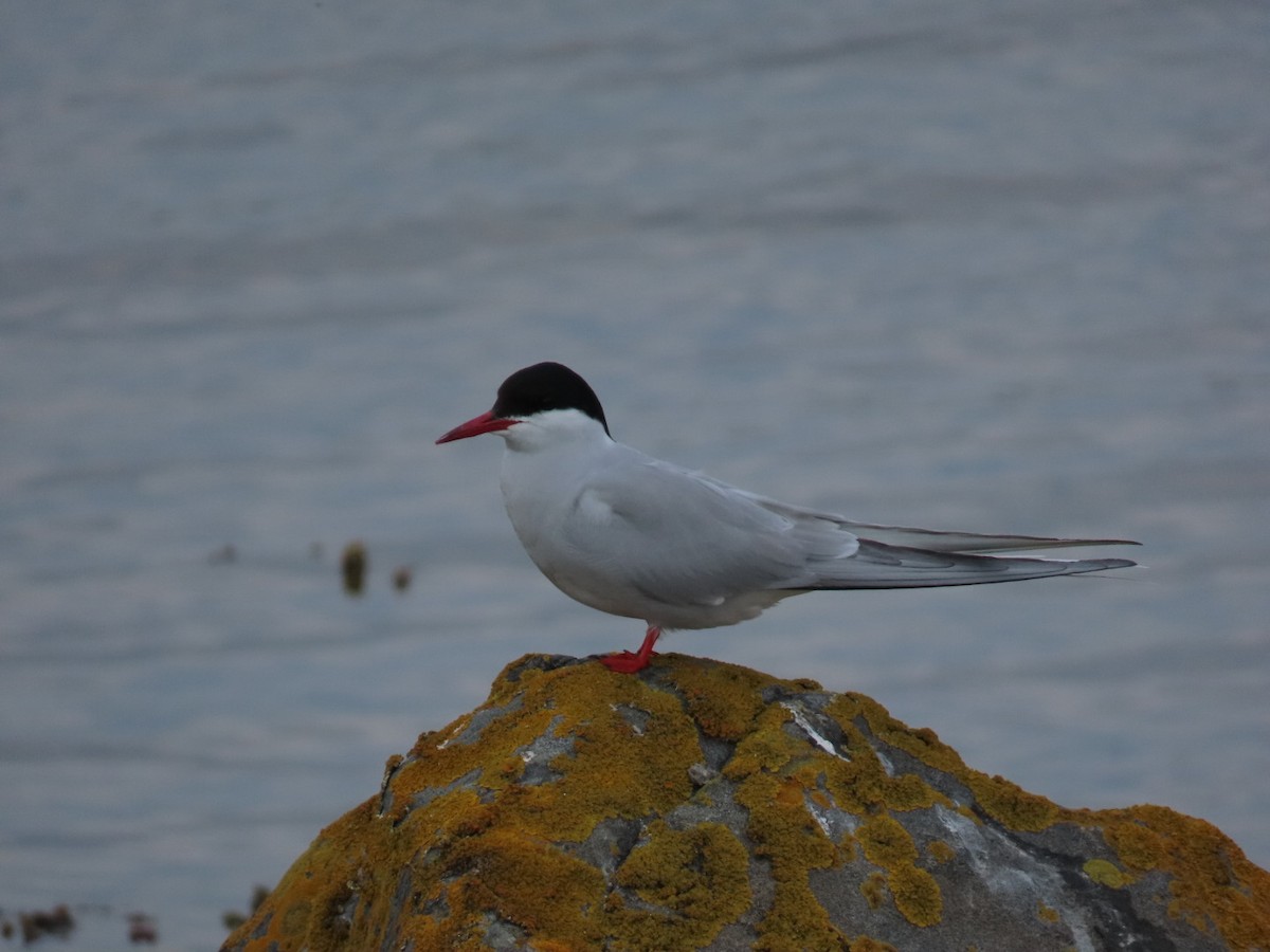 Arctic Tern - ML620636433