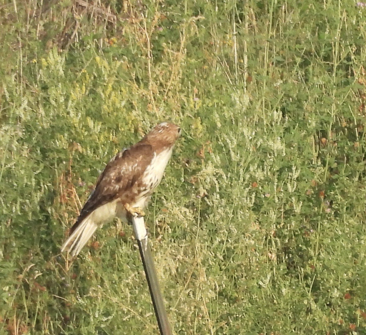 Red-tailed Hawk - ML620636436