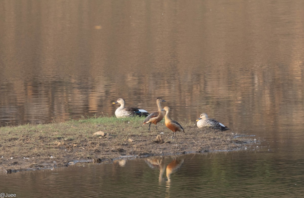 Dendrocygne siffleur - ML620636440