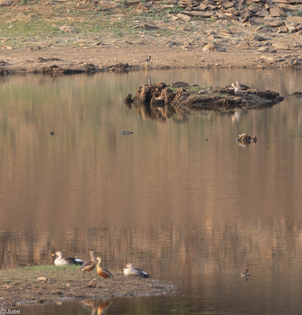 Dendrocygne siffleur - ML620636441