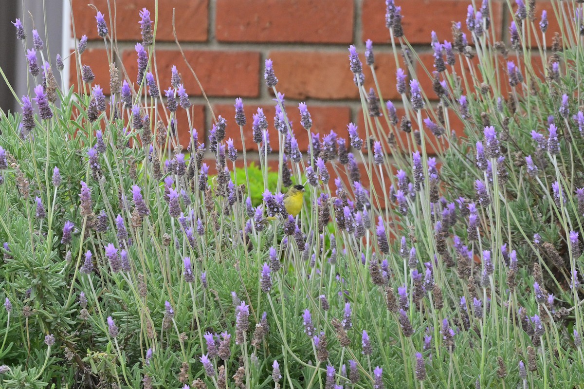 Lesser Goldfinch - ML620636442