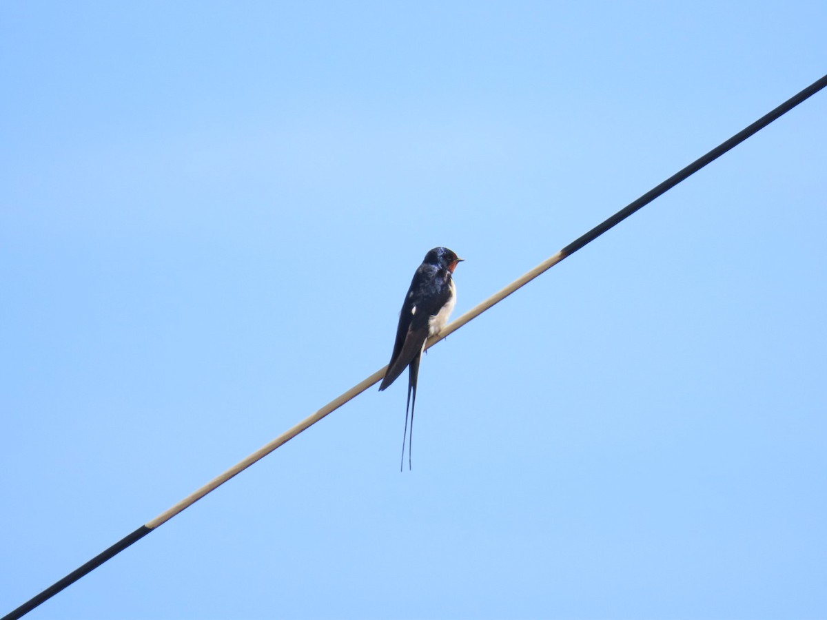 Barn Swallow - ML620636443