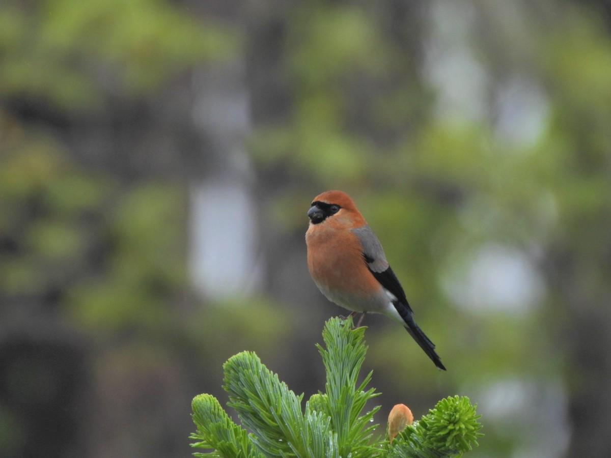 Red-headed Bullfinch - ML620636446