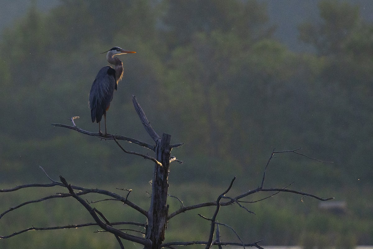 Great Blue Heron - ML620636447