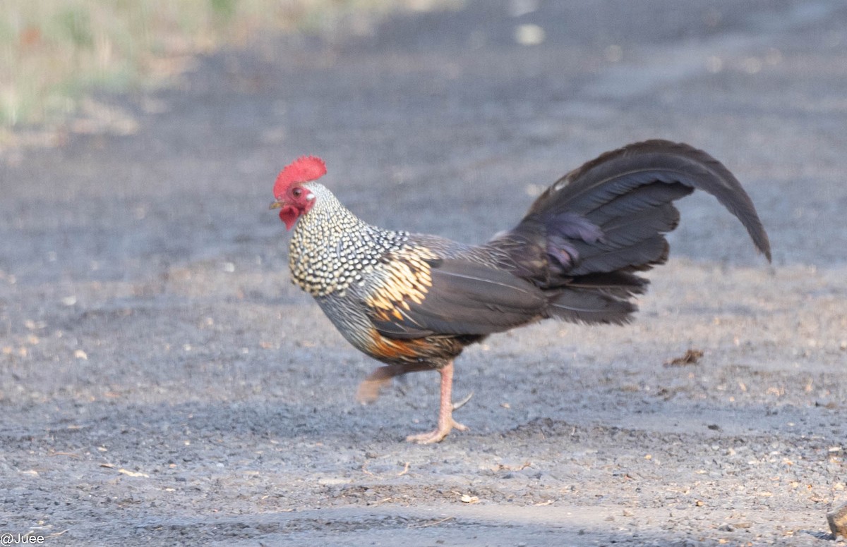 Gray Junglefowl - ML620636449