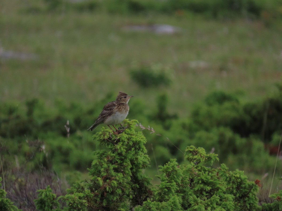 Eurasian Skylark - ML620636451