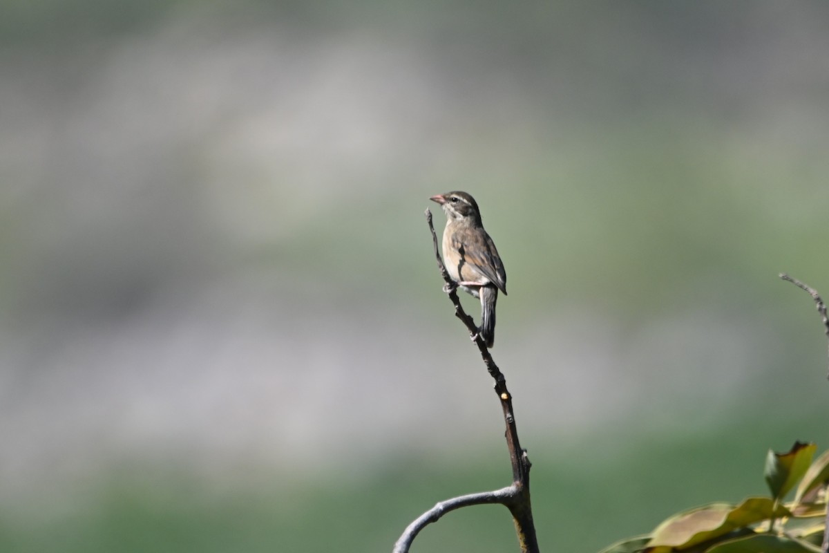 Collared Warbling Finch - ML620636457