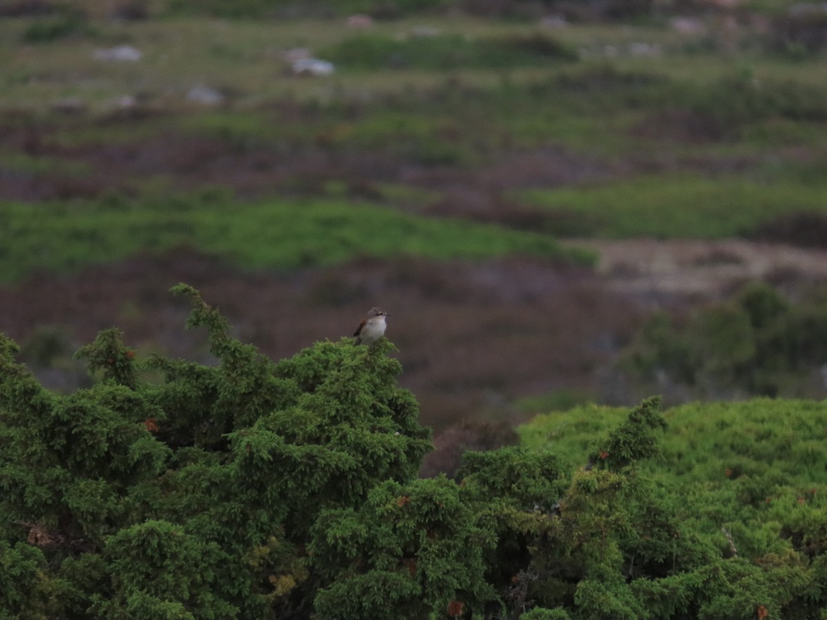 Greater Whitethroat - ML620636458