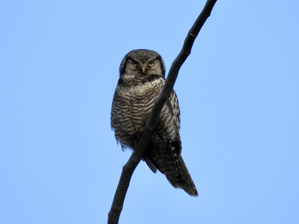 Northern Hawk Owl - ML620636464