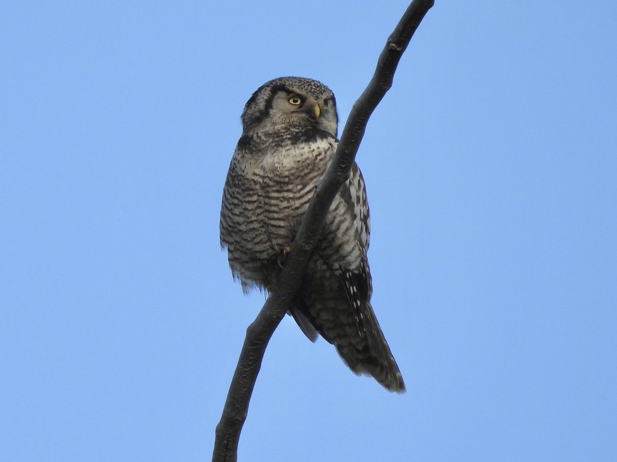 Northern Hawk Owl - ML620636465