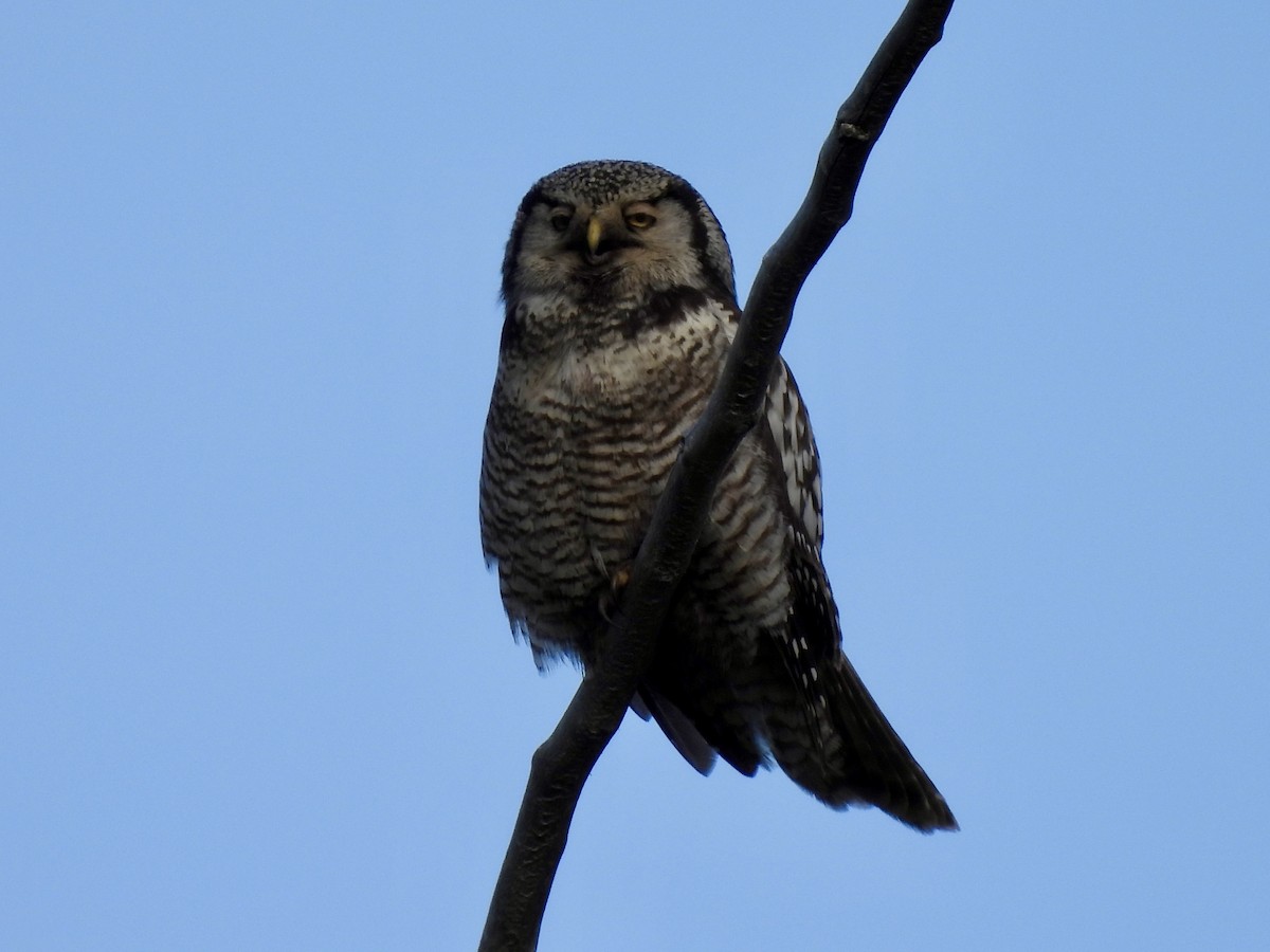 Northern Hawk Owl - ML620636466