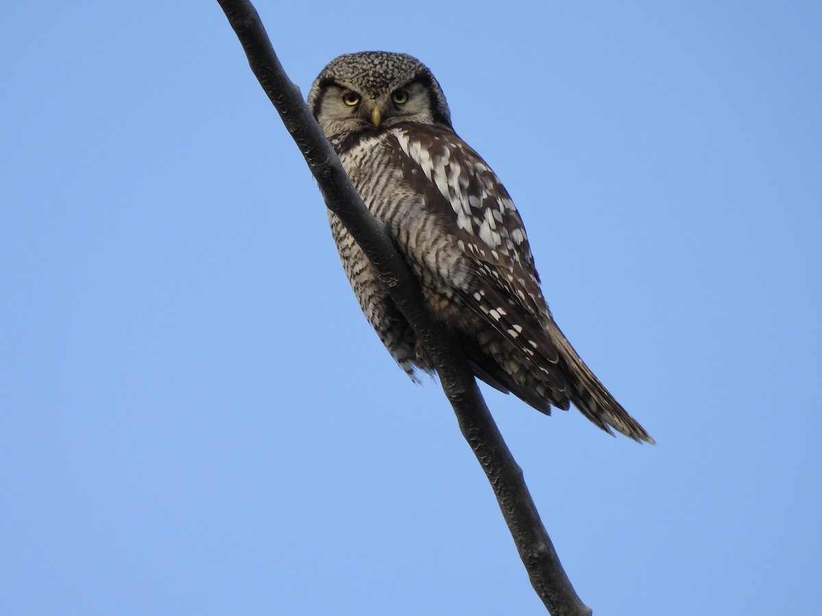 Northern Hawk Owl - ML620636467