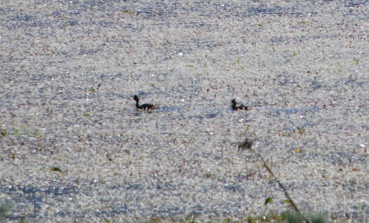 Eared Grebe - ML620636468