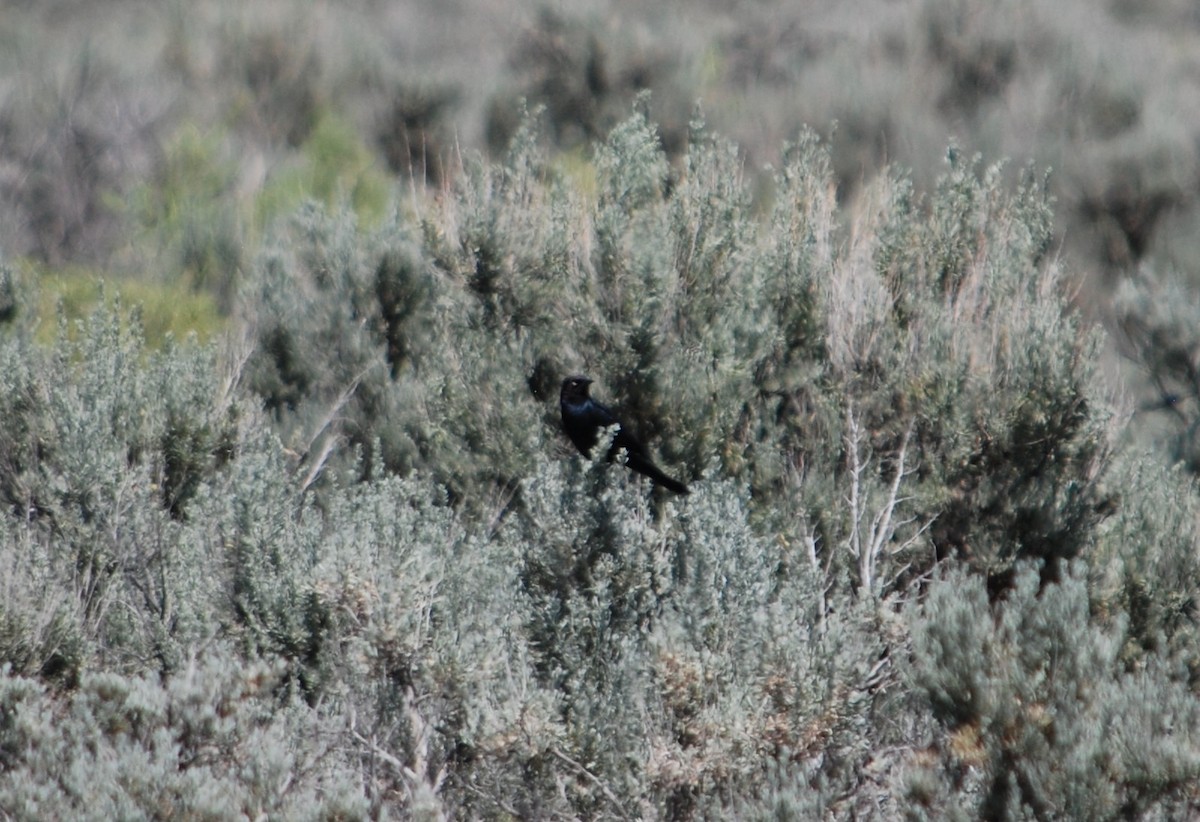 Brewer's Blackbird - ML620636470