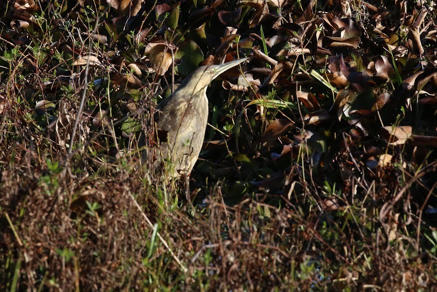 American Bittern - ML620636472