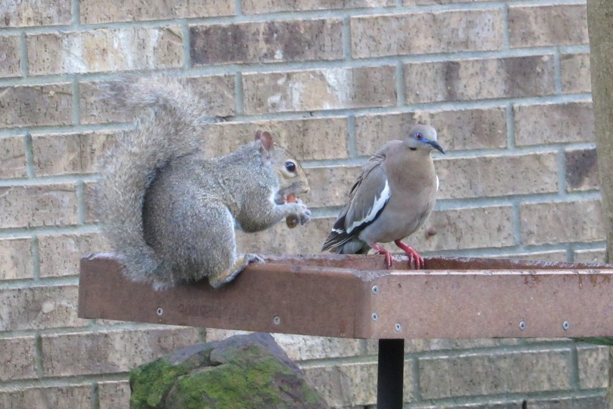 White-winged Dove - ML620636474