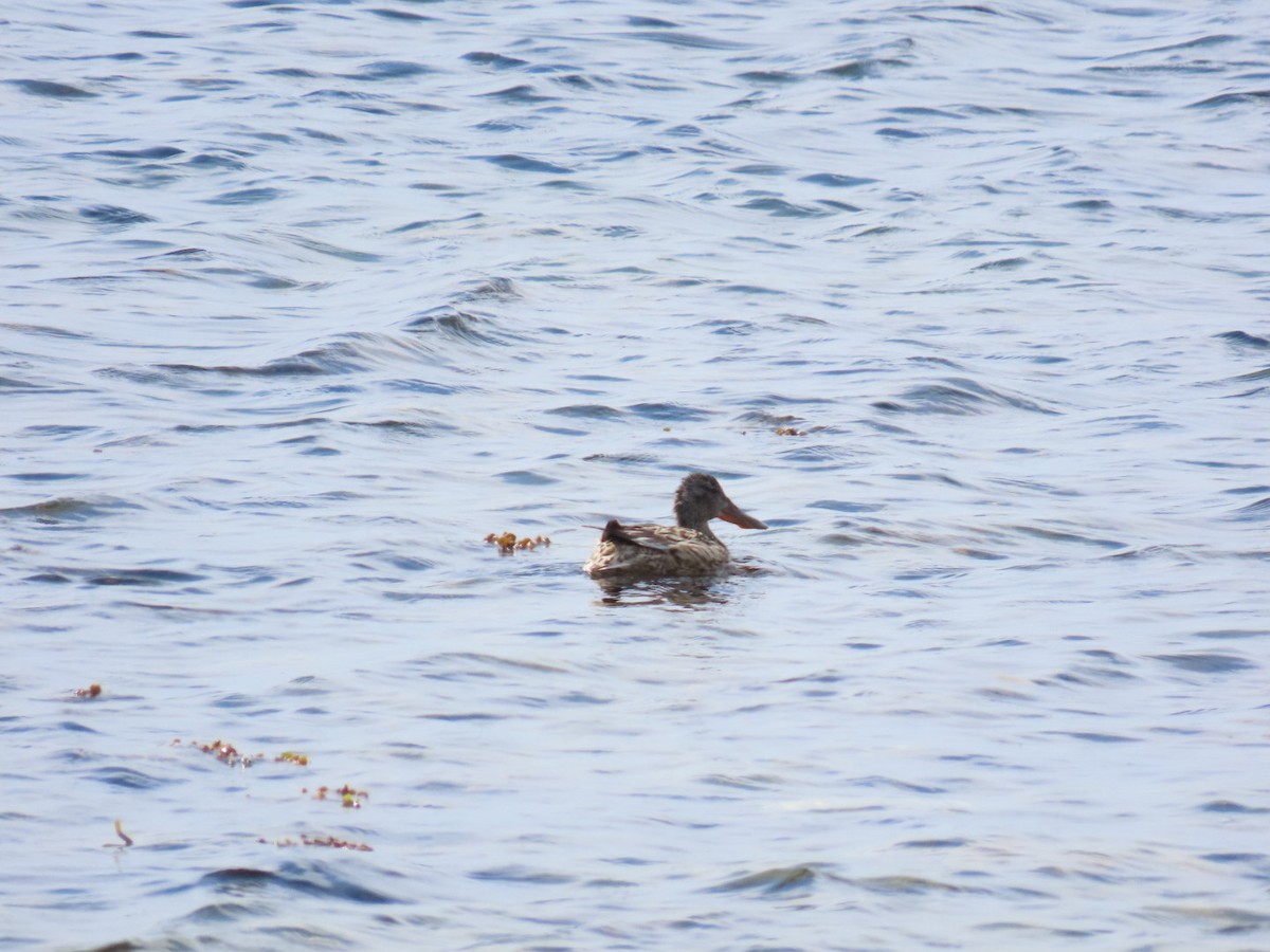 Northern Shoveler - ML620636478