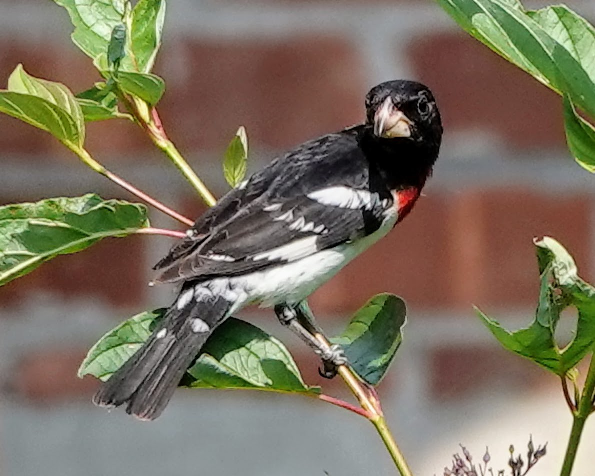 Rose-breasted Grosbeak - ML620636480